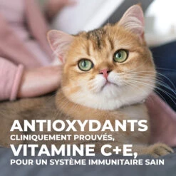 Hill's Science Plan Young Adult Sterilised - Kip - 10kg -ROYAL Voer Winkel 1256b2fb5b17c649a7d737d5745f0f78c77817b38572b314bb0482e956d69408