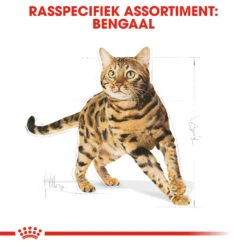 Royal Canin Bengal Adult Kattenvoer 10kg -ROYAL Voer Winkel Royal Canin Bengal Kat NL 3