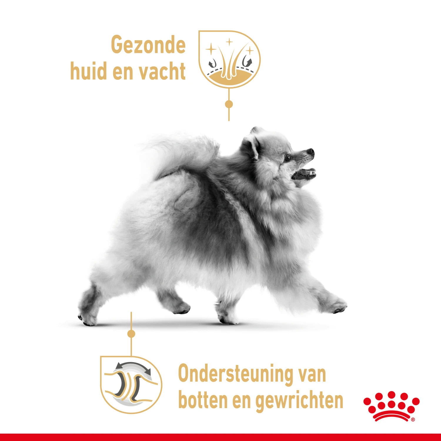 Royal Canin Pomeranian Adult Hondenvoer 12x85g 5 Royal Canin Pomeranian Adult Hondenvoer 12x85g - Afbeelding 3