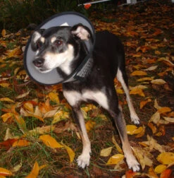 Flamingo Beschermkraag Capo 38,5cm -ROYAL Voer Winkel b54c899084ba46427dff498ec39601600e6a1a93344b026b15e22d58b5743e36