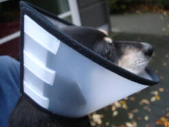 Flamingo Beschermkraag Capo 38,5cm -ROYAL Voer Winkel cbf5d4f40c64dfaa118e270f29c6a90a62a4dafbd6dcb54997f8935169c66b18