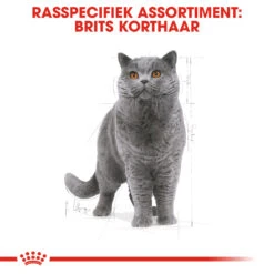 Royal Canin British Shorthair 34 - Kattenvoer - 4kg -ROYAL Voer Winkel rc fbn britishsh cv eretailkit 1 nl nl 1