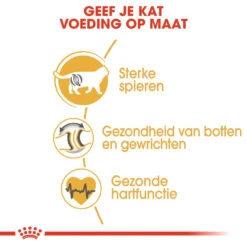 Royal Canin British Shorthair 34 - Kattenvoer - 4kg -ROYAL Voer Winkel rc fbn britishsh cv eretailkit 3 nl nl 1