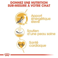 Royal Canin Sphynx 33 - Kattenvoer - 10kg -ROYAL Voer Winkel royal canin sphynx adult sphynx 2